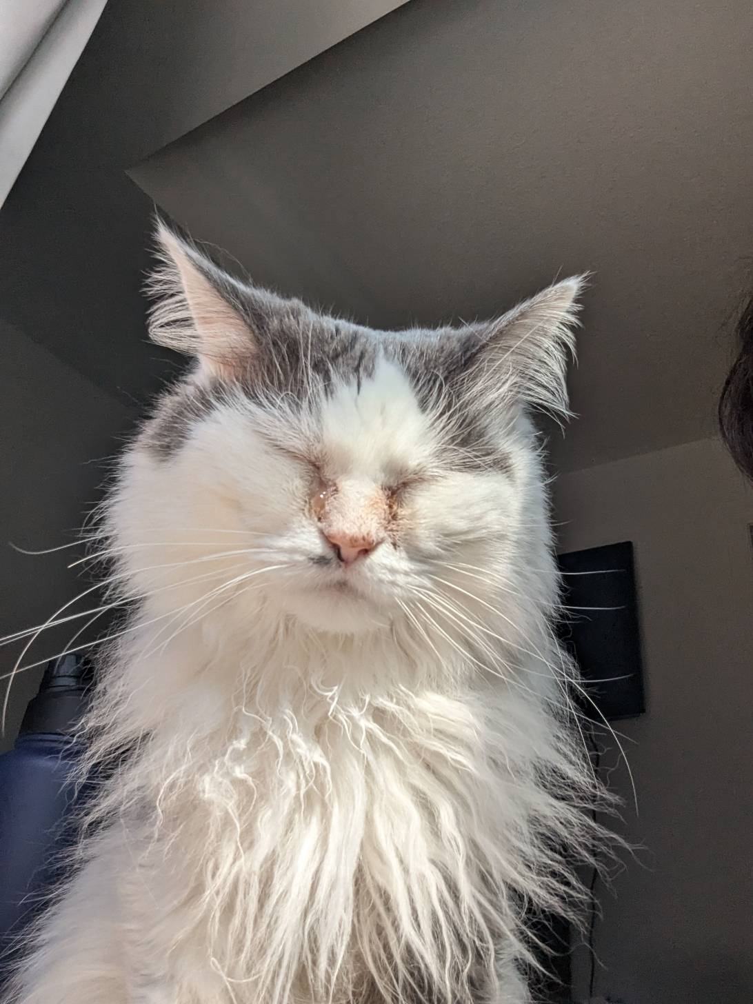 Jenna, a cat found on Chonk Finder