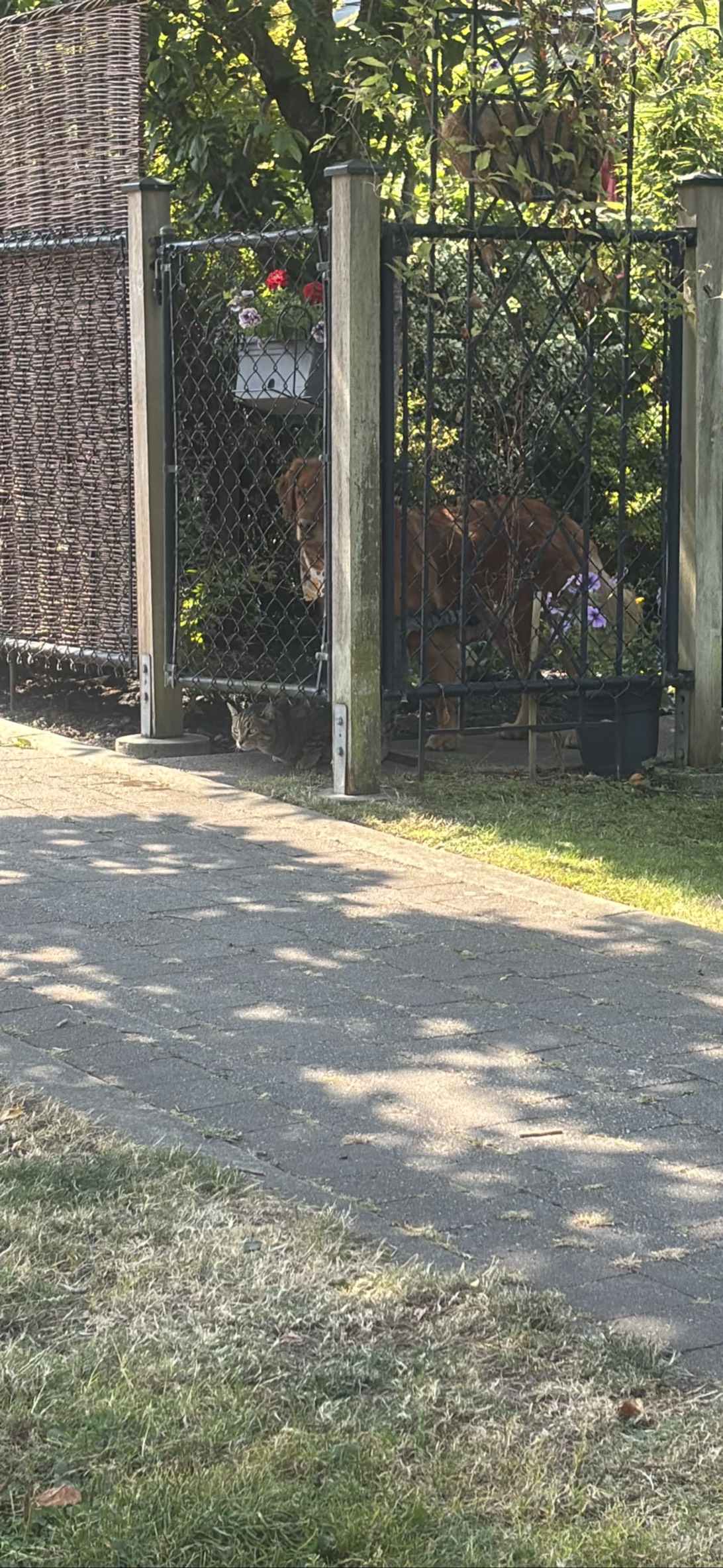 Derik Fucking Forreal, a cat found on Chonk Finder
