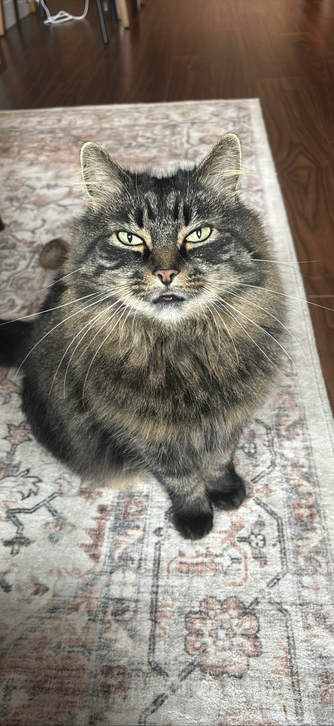Ruby, a cat found on Chonk Finder