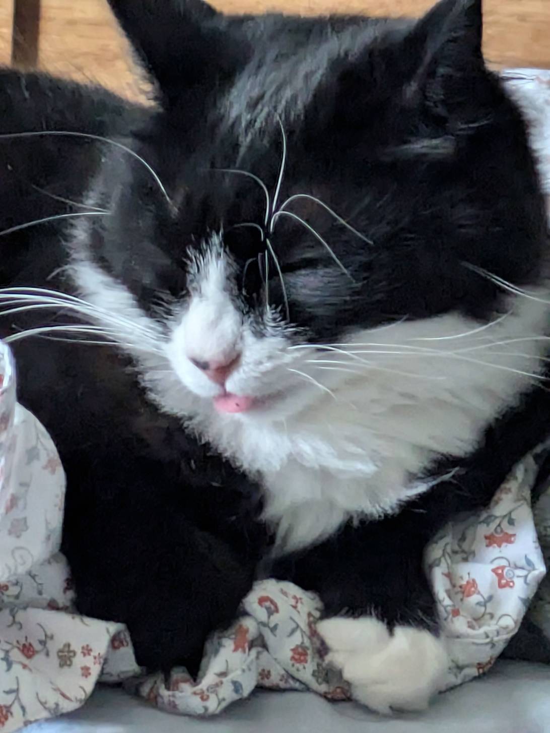 Betty, a cat found on Chonk Finder