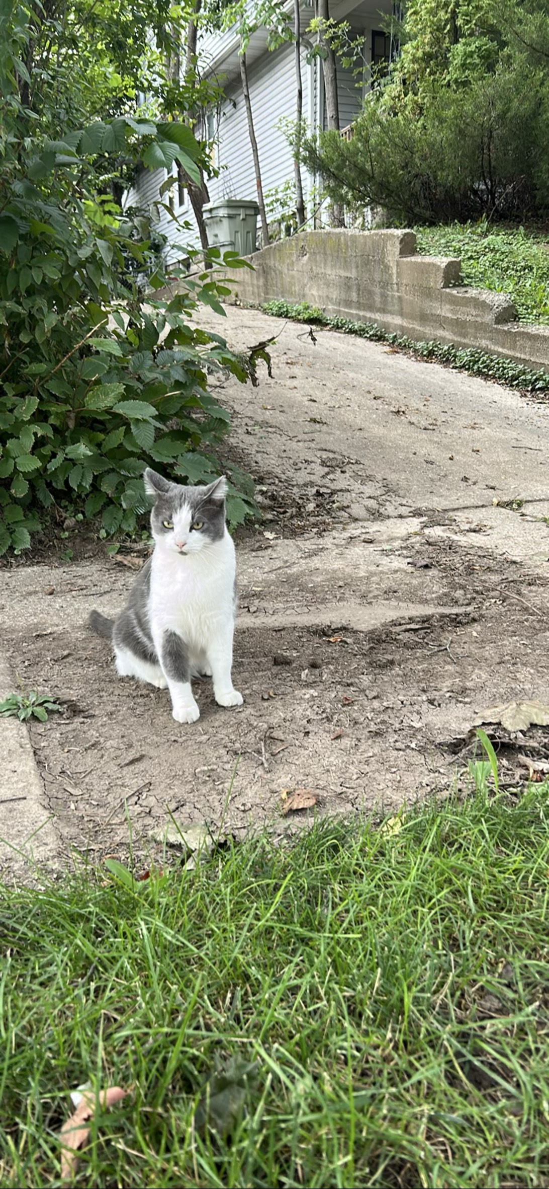 Chester, a cat found on Chonk Finder
