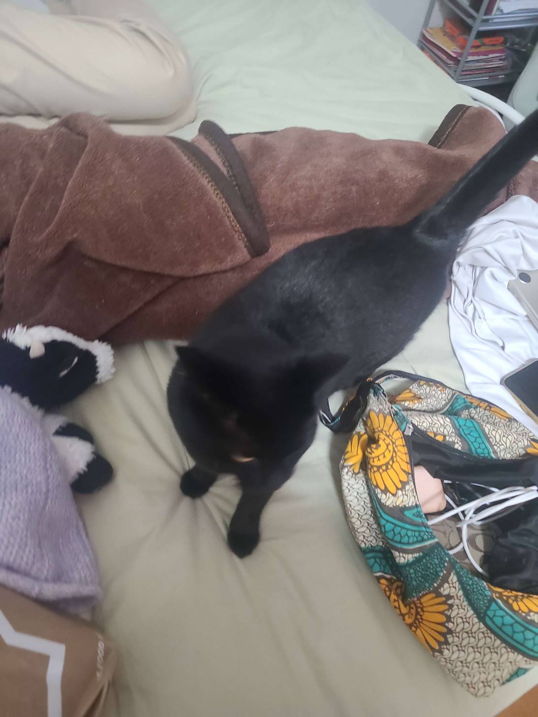 Ptolemy, a cat found on Chonk Finder