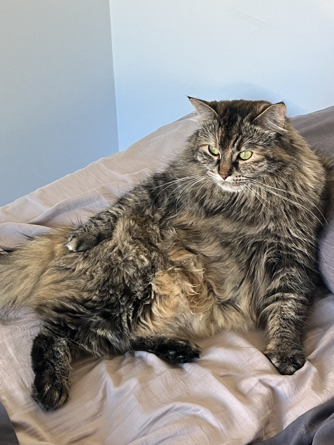 Cinnamon, a cat found on Chonk Finder