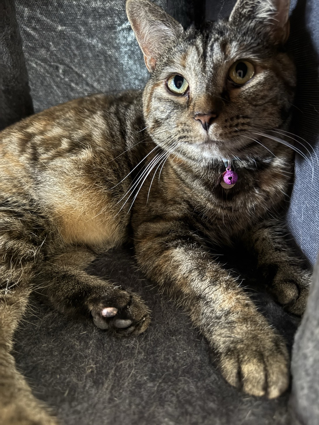 Eloise, a cat found on Chonk Finder
