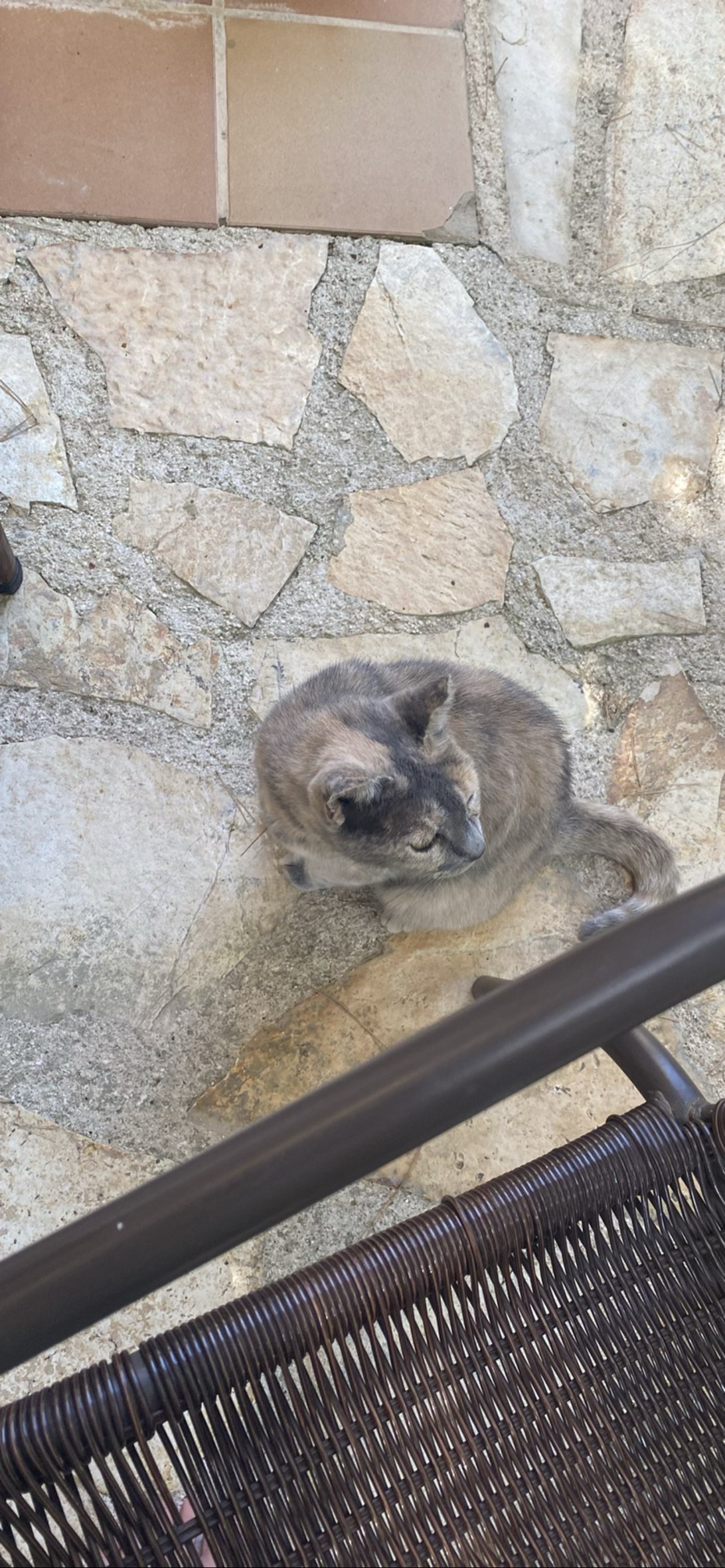 Grey, a cat found on Chonk Finder