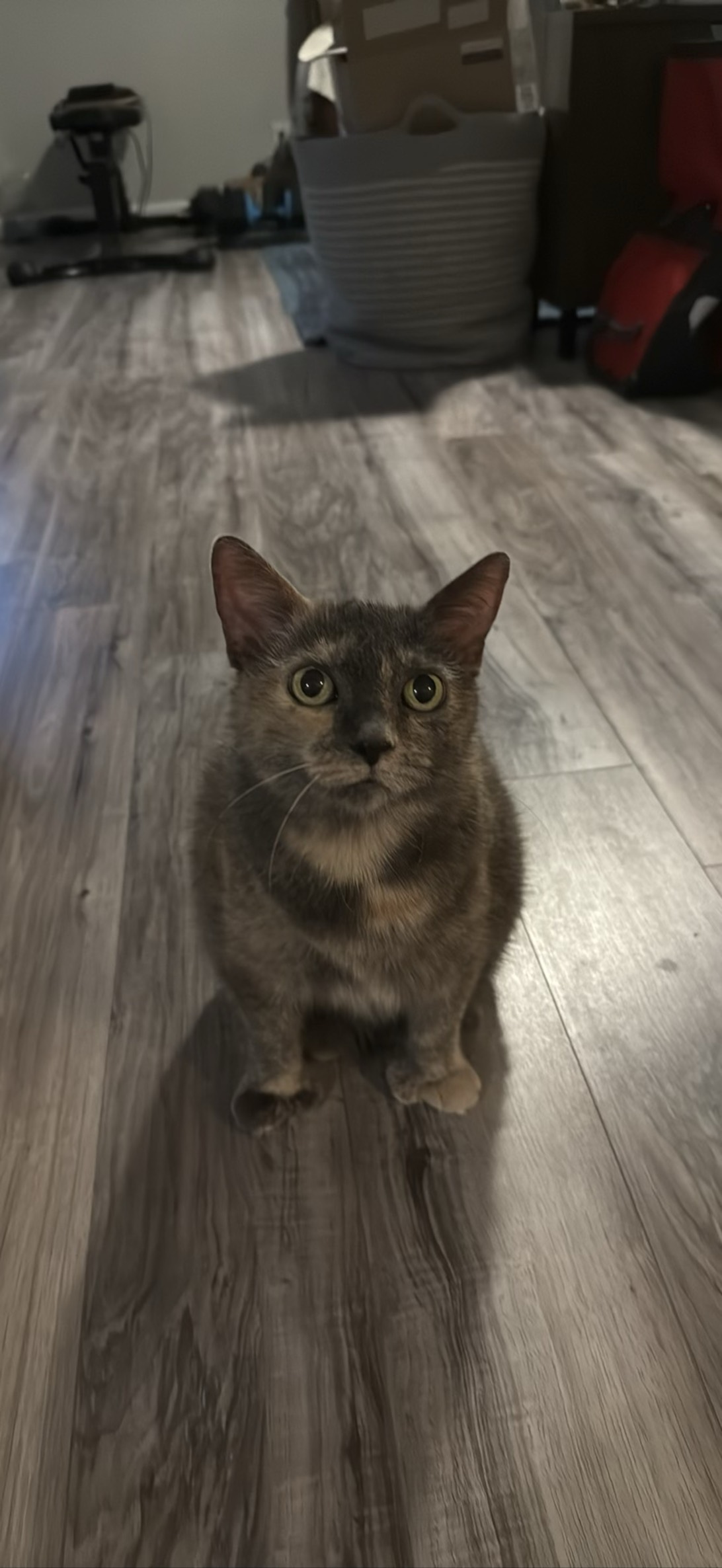 Peanut, a cat found on Chonk Finder