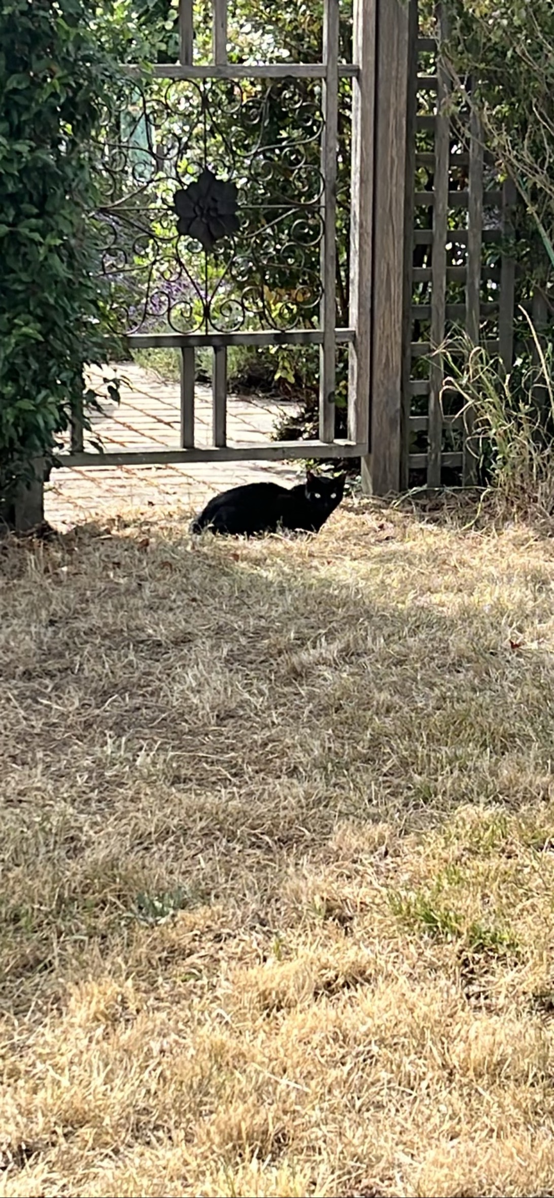 Spooky, a cat found on Chonk Finder