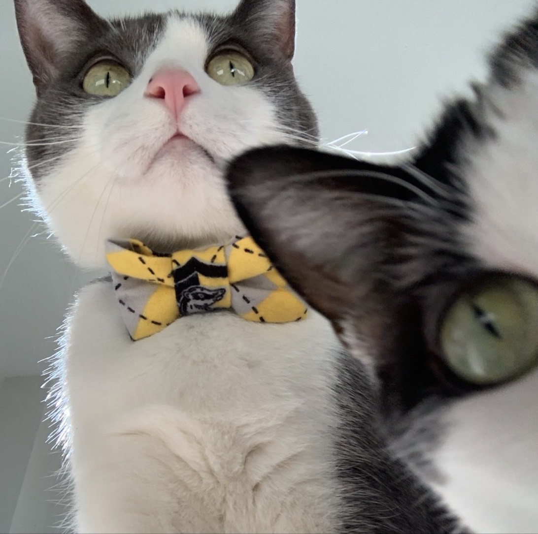 Pod, a cat found on Chonk Finder