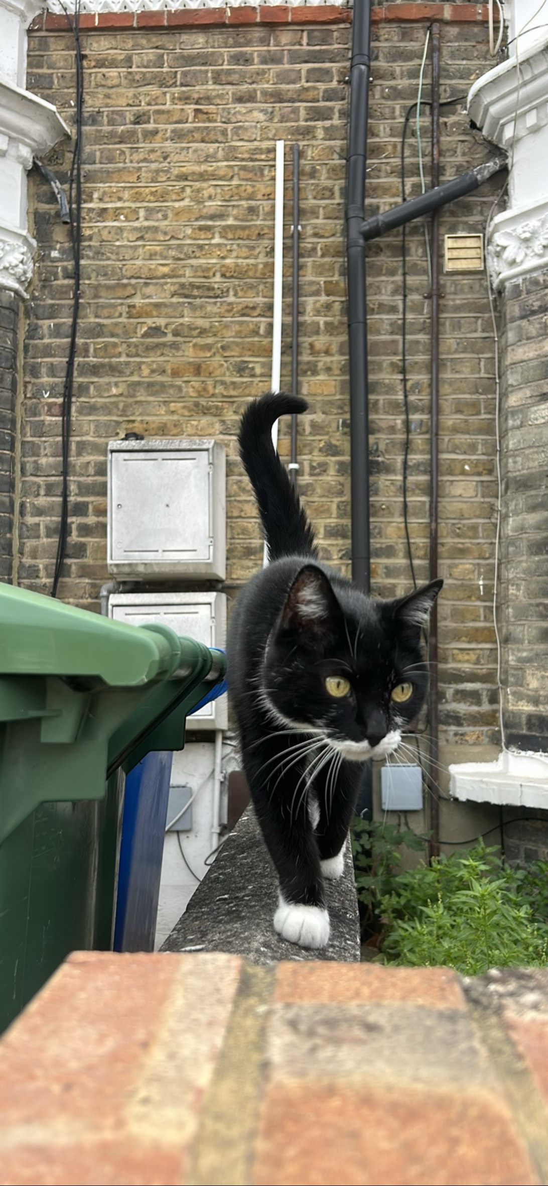 Lucozade, a cat found on Chonk Finder