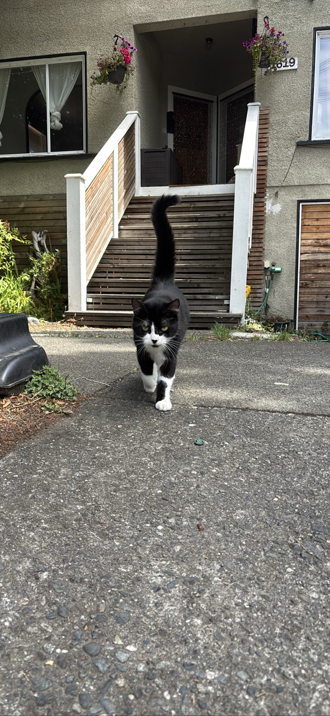 Dice, a cat found on Chonk Finder