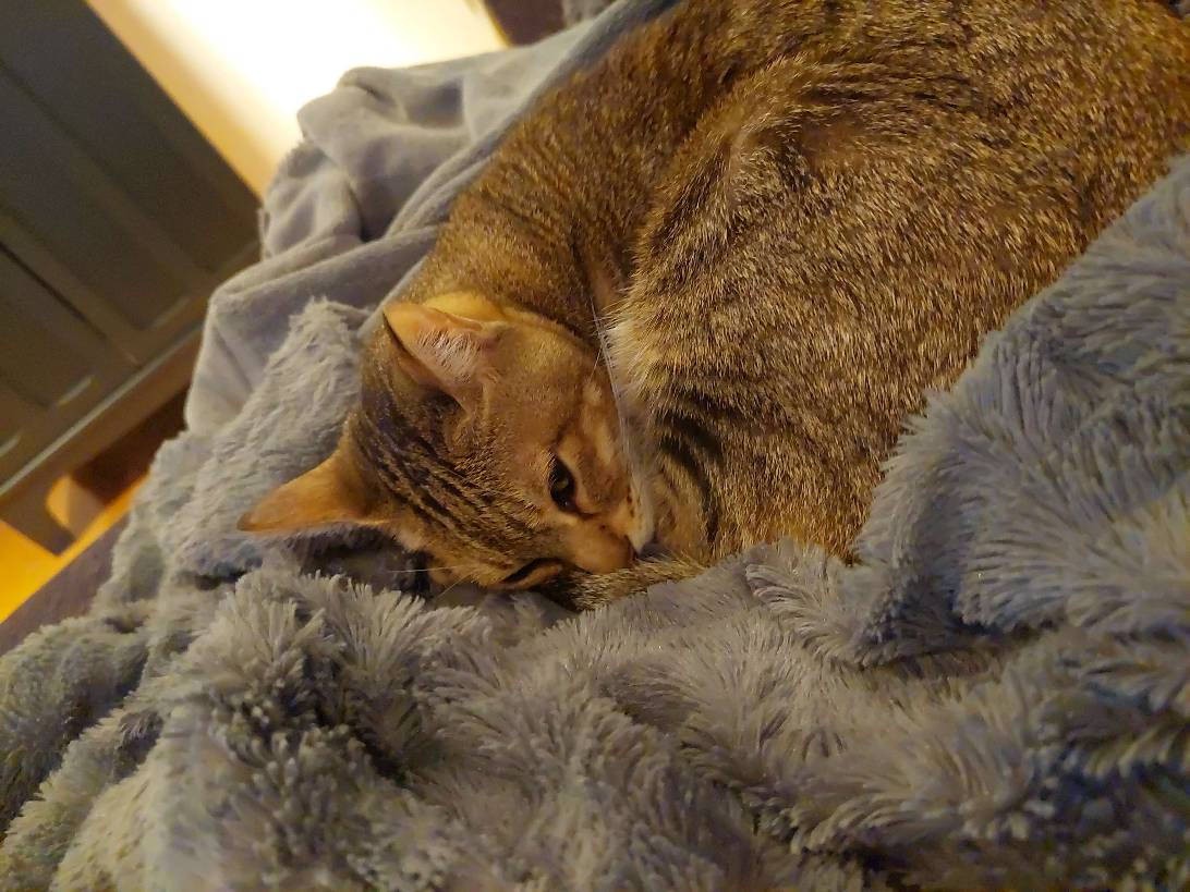 Cybele, a cat found on Chonk Finder