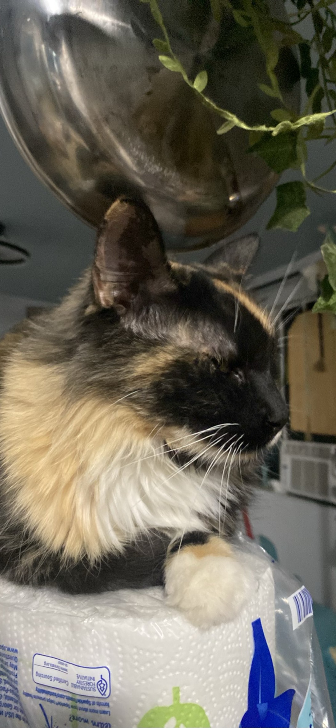 Paintbrush, a cat found on Chonk Finder