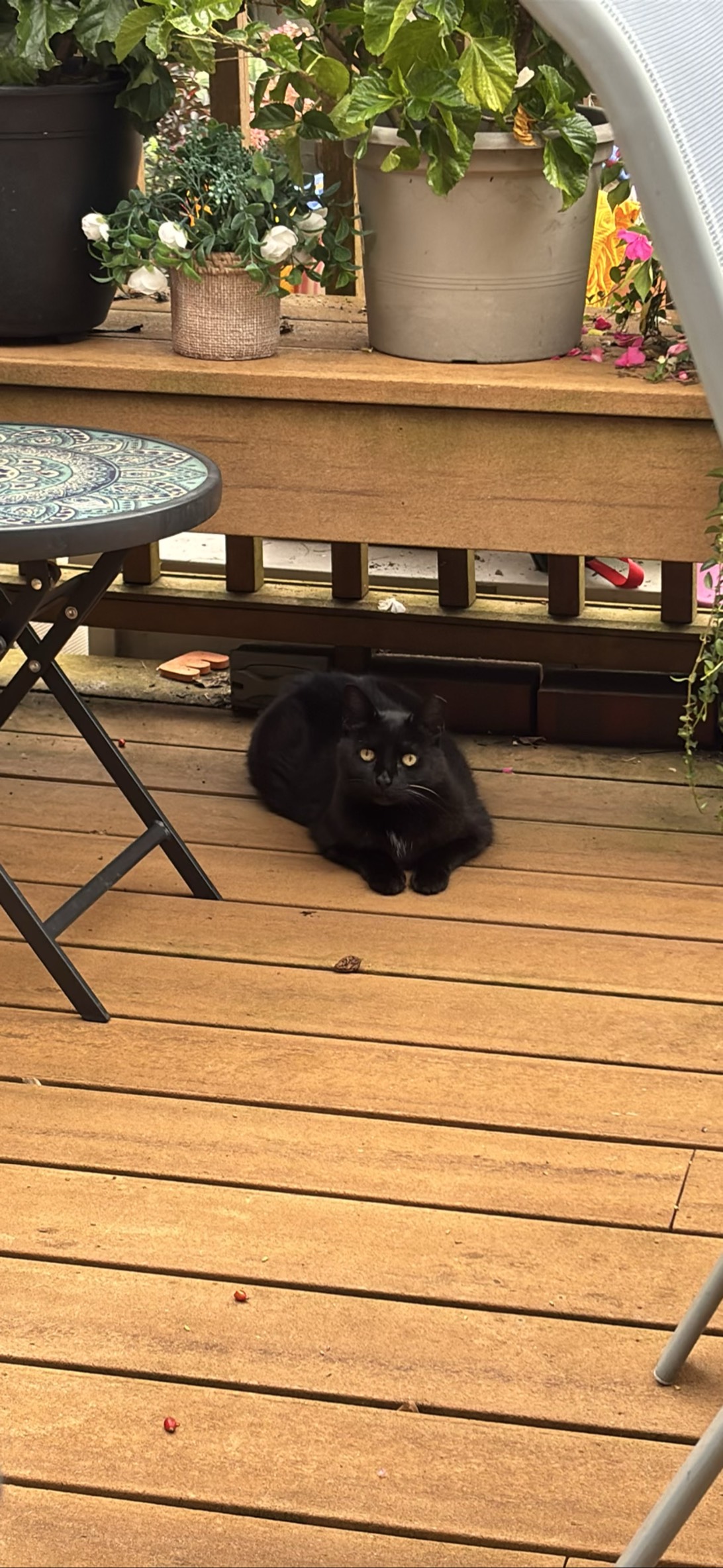 Shpilke’s Mother, a cat found on Chonk Finder