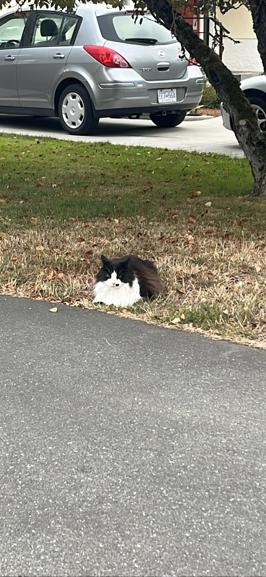 Mr. Mole, a cat found on Chonk Finder