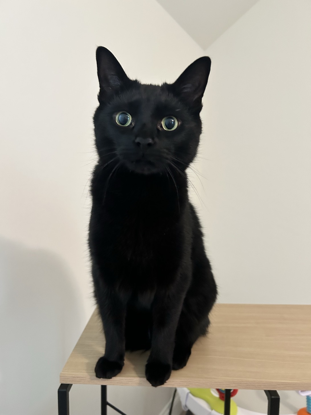 Sappy, a cat found on Chonk Finder
