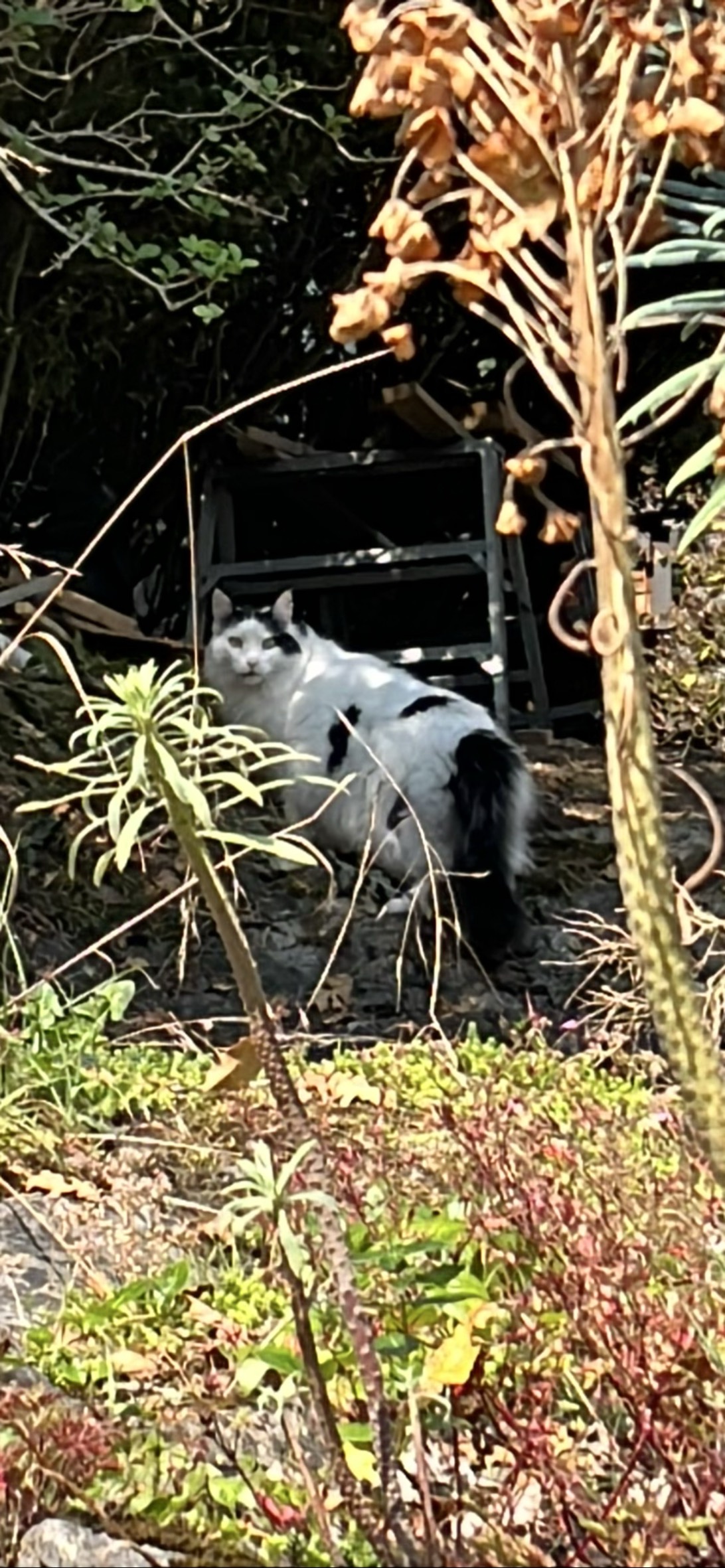 Barnaby, a cat found on Chonk Finder