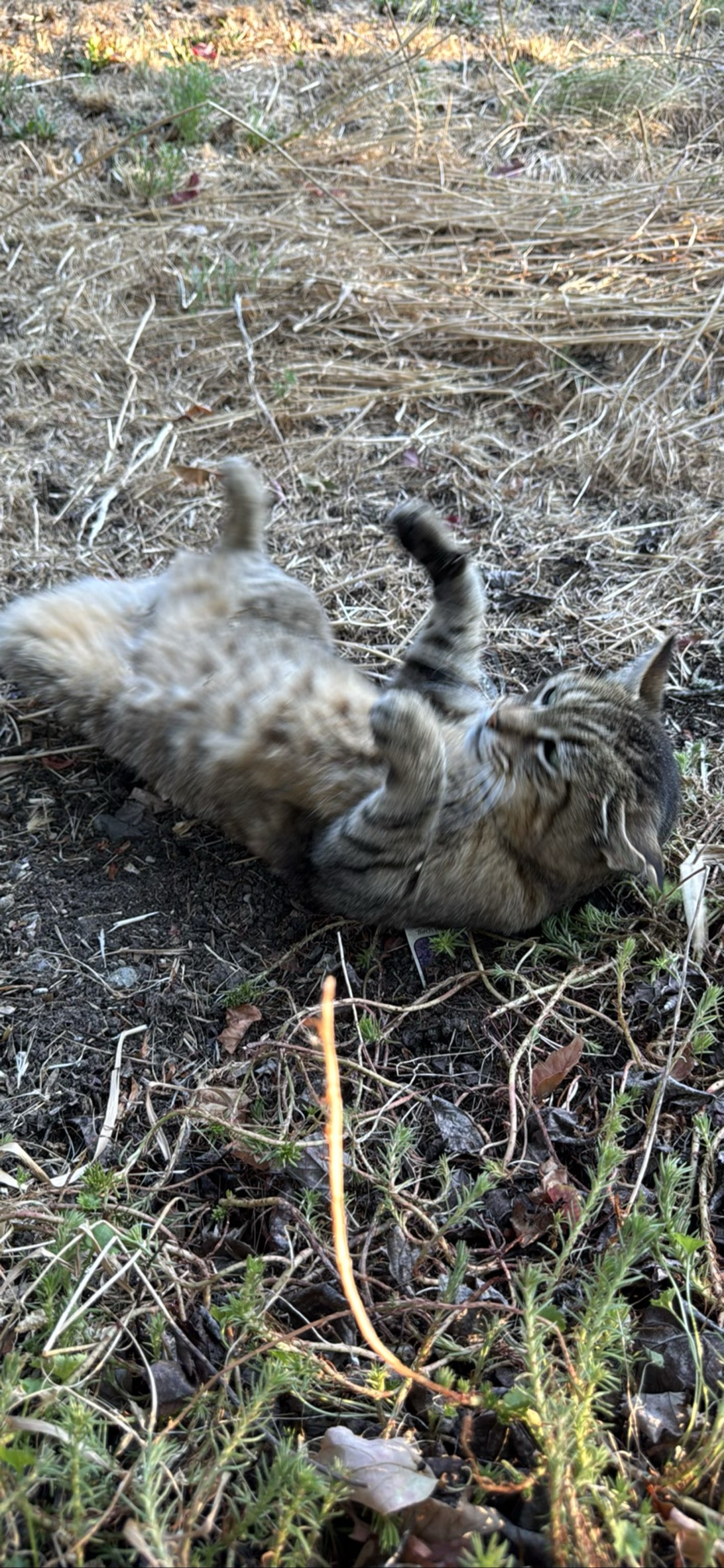 Bailin’, a cat found on Chonk Finder