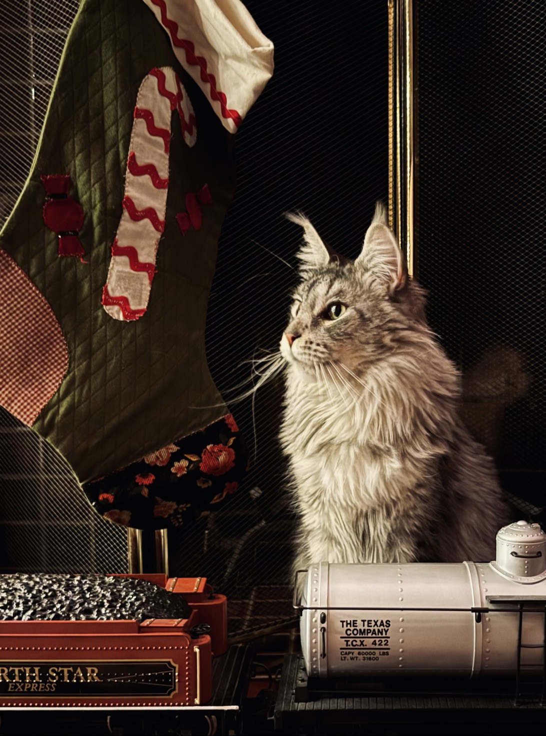 Freyja, a cat found on Chonk Finder