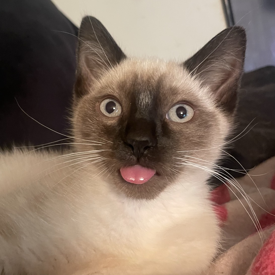 chicken, a cat found on Chonk Finder