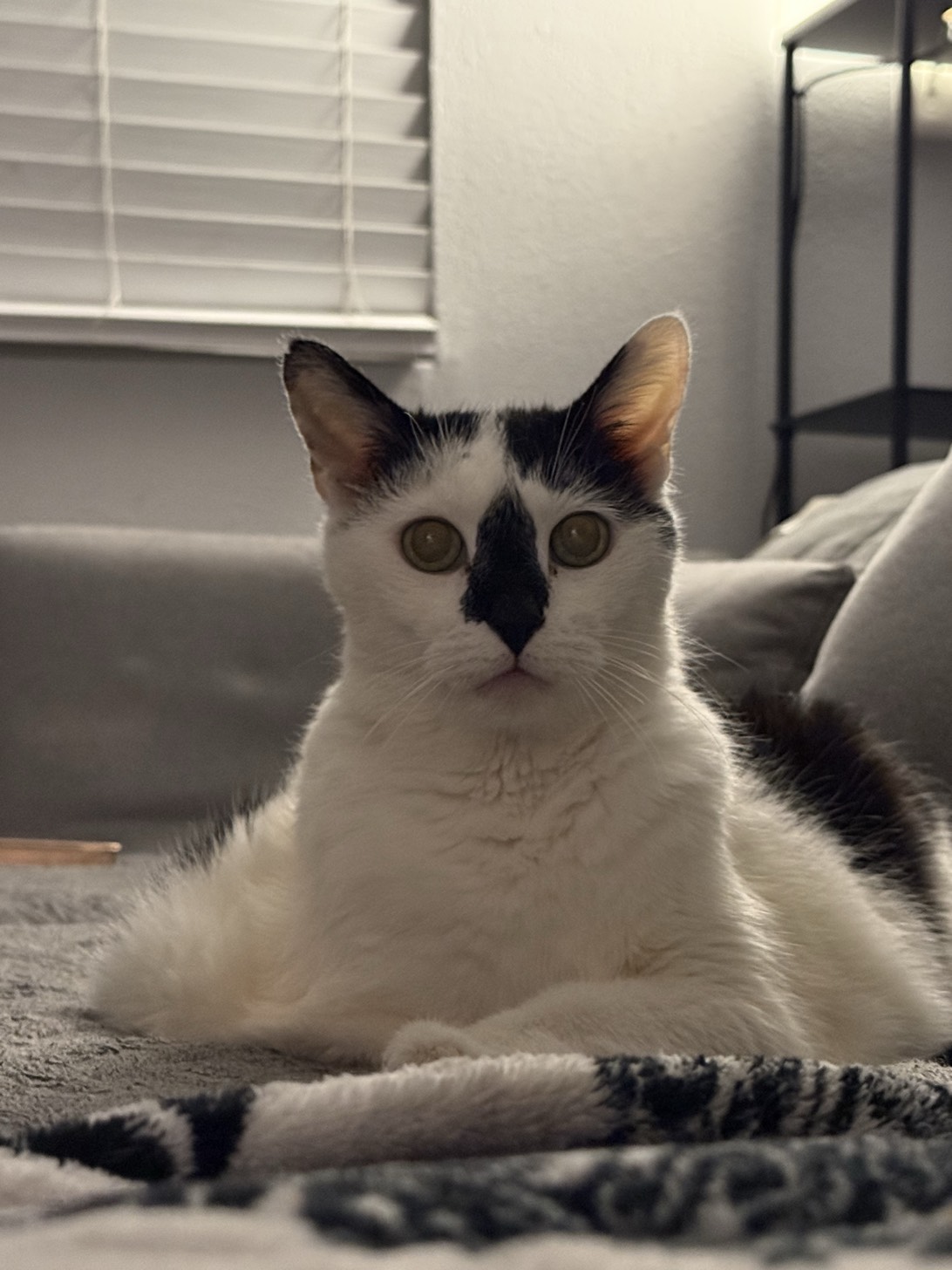 Indiana Jones, a cat found on Chonk Finder