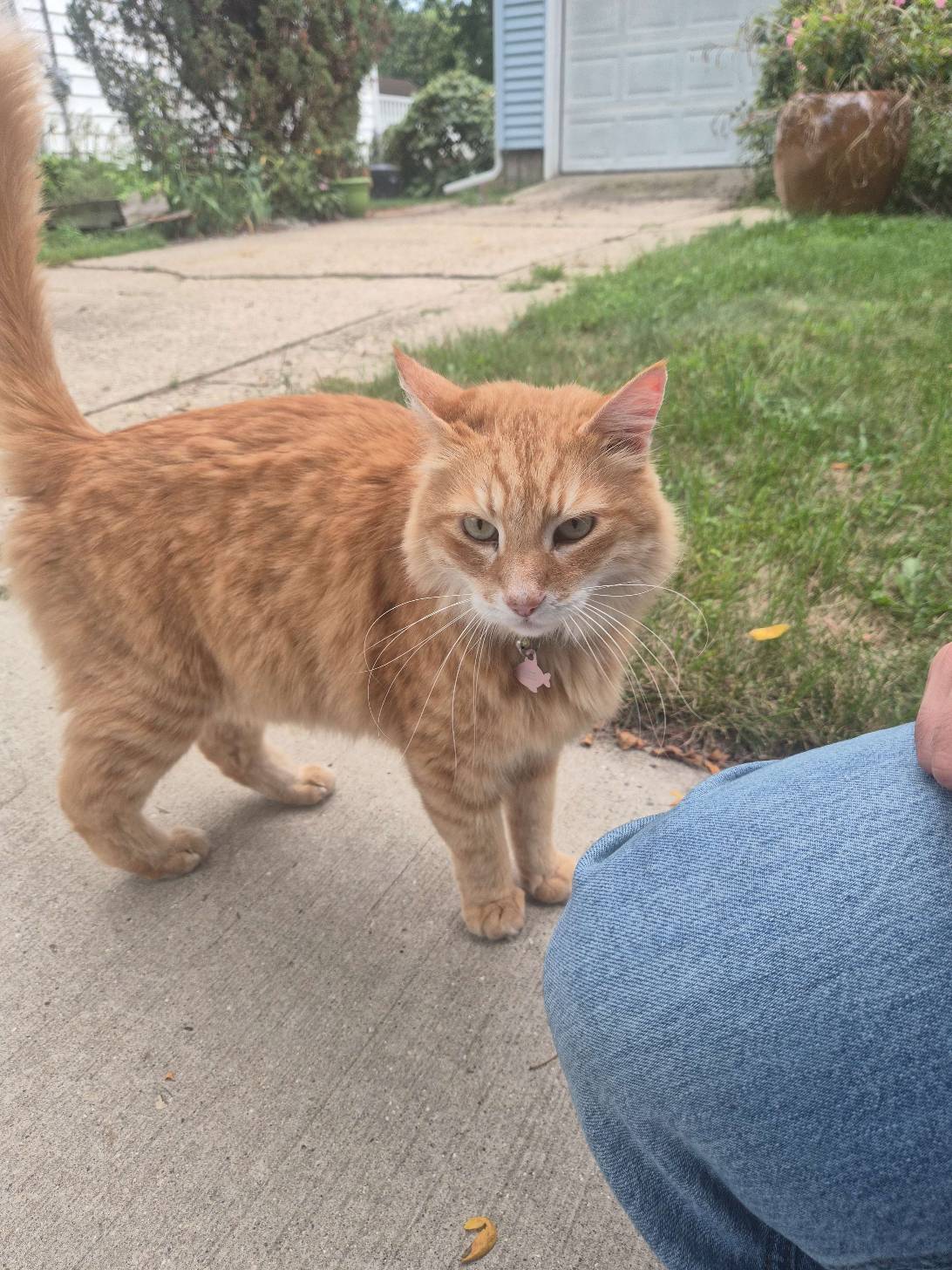 Flop, a cat found on Chonk Finder
