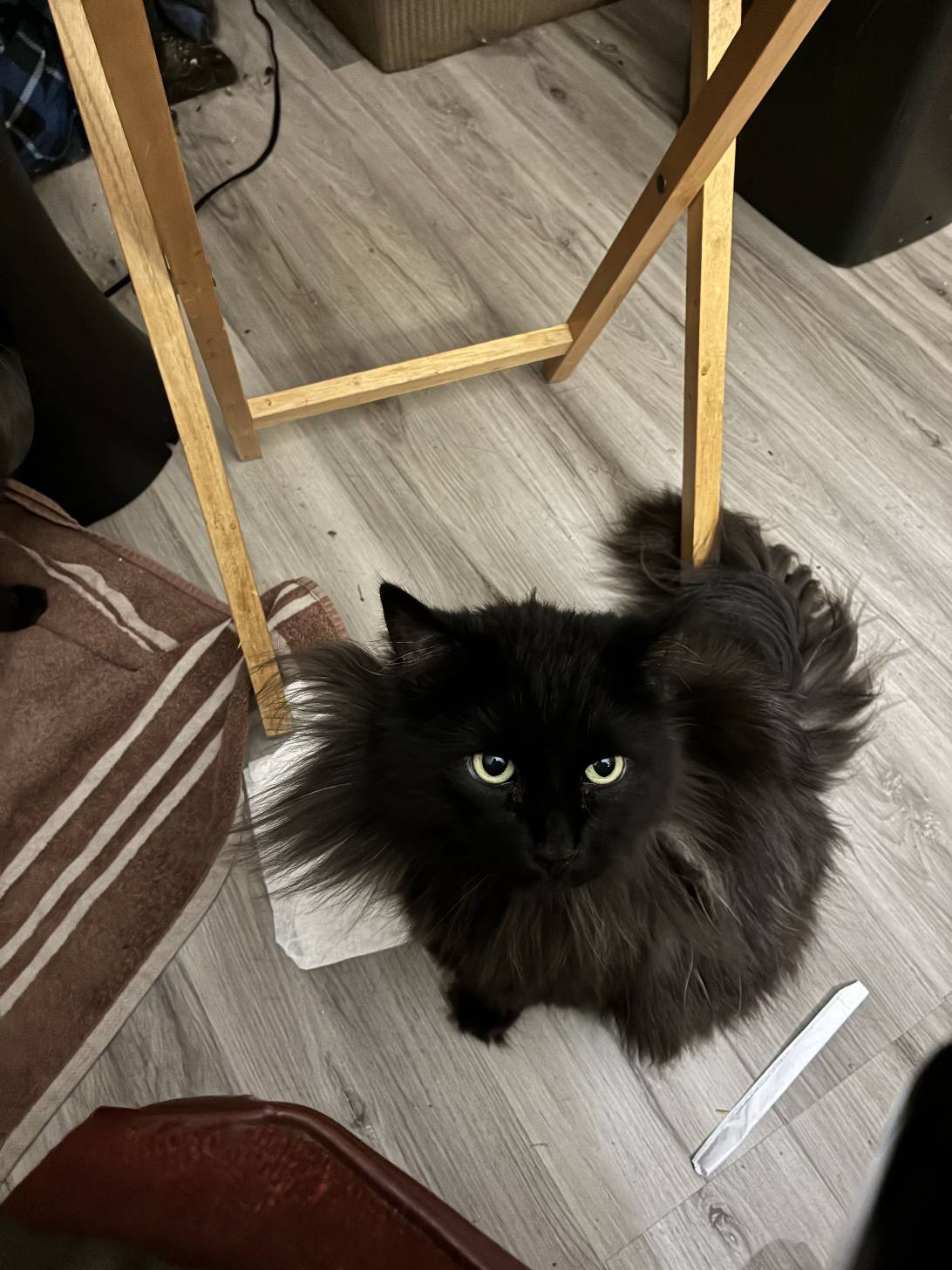 Sullivan, a cat found on Chonk Finder