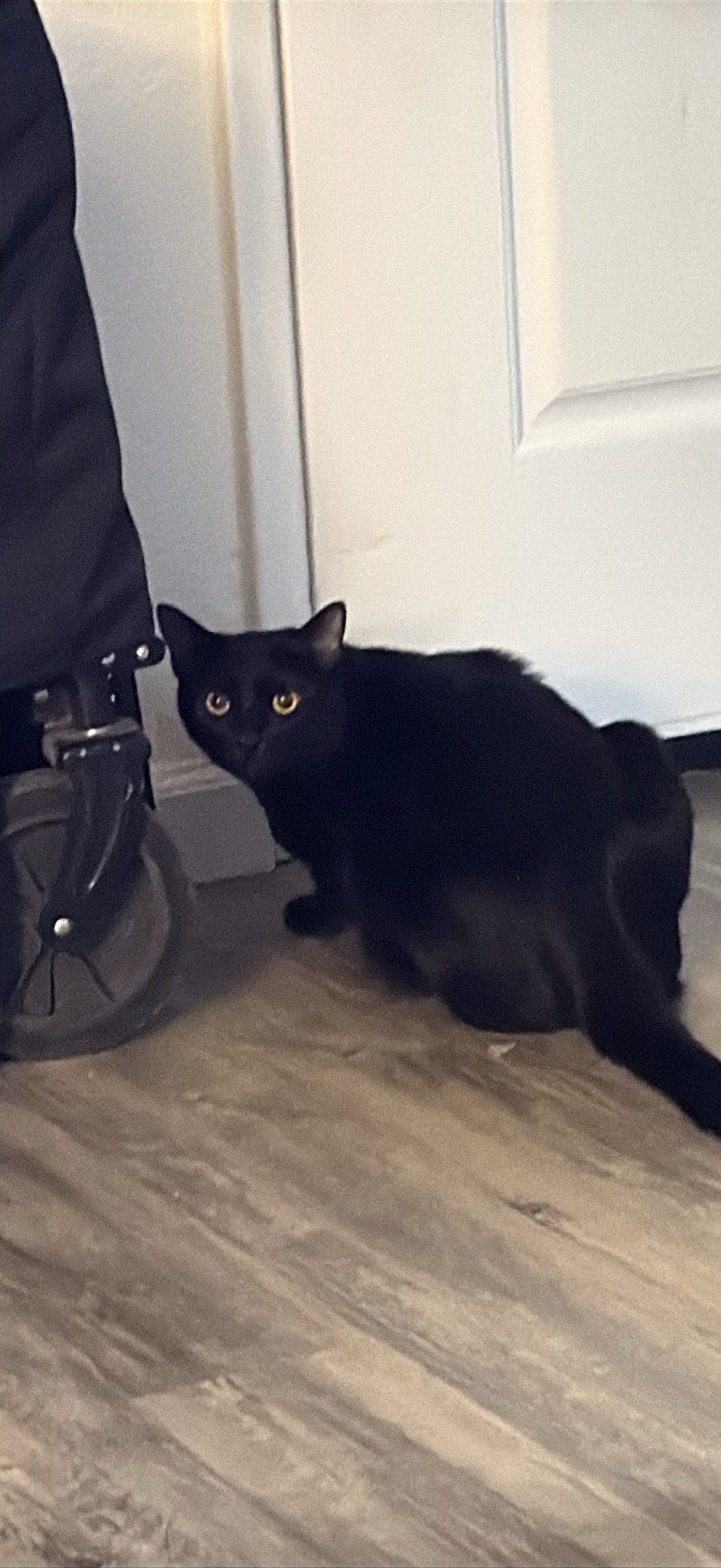 Biscuit, a cat found on Chonk Finder
