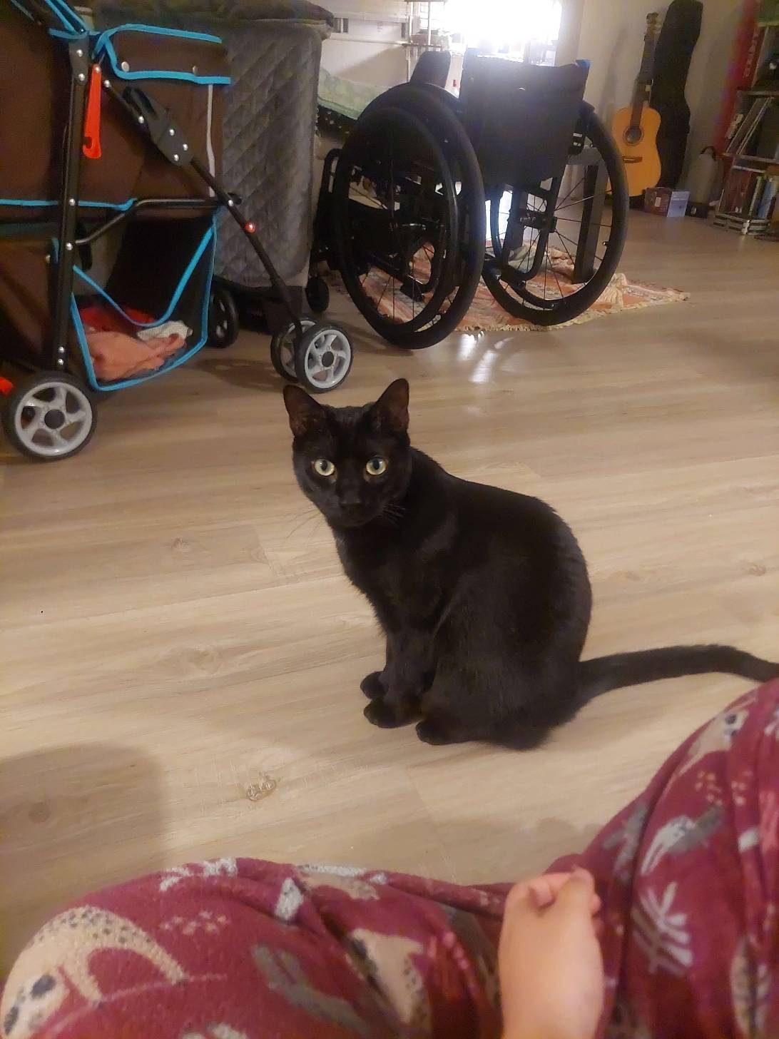 Nox, a cat found on Chonk Finder