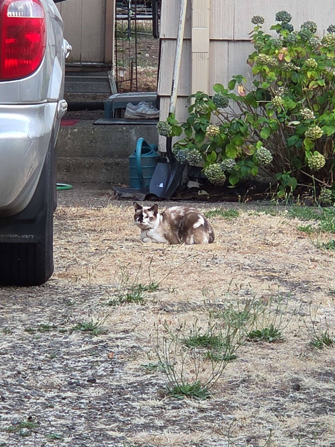 Biscuit, a cat found on Chonk Finder