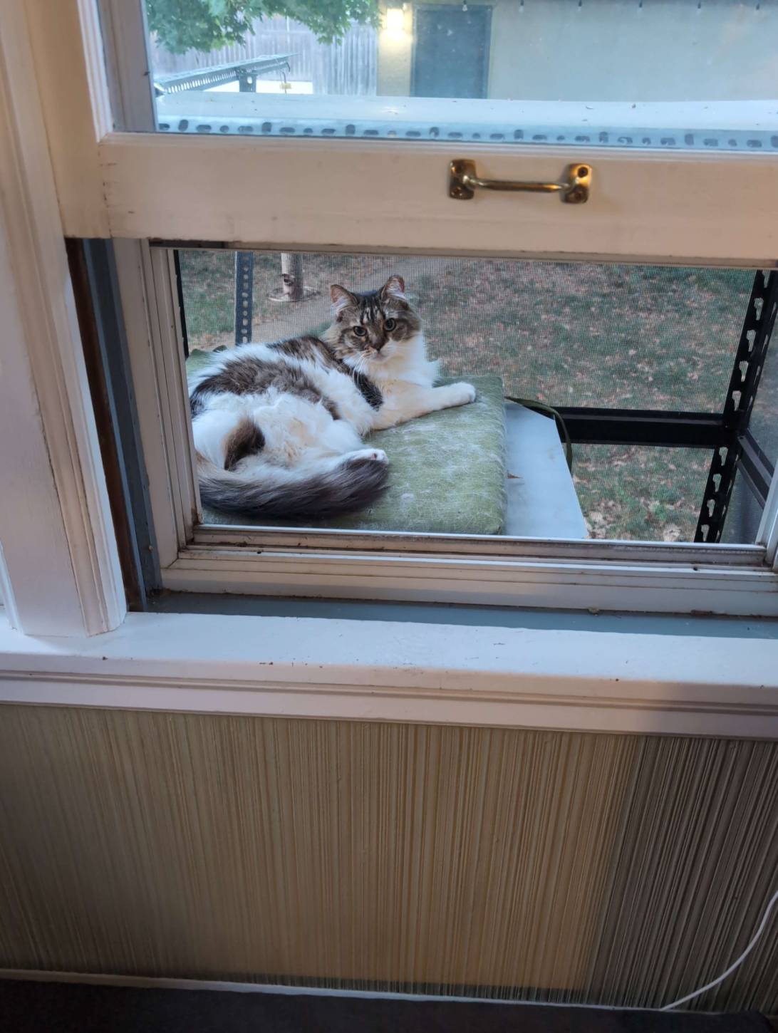 Cleo, a cat found on Chonk Finder