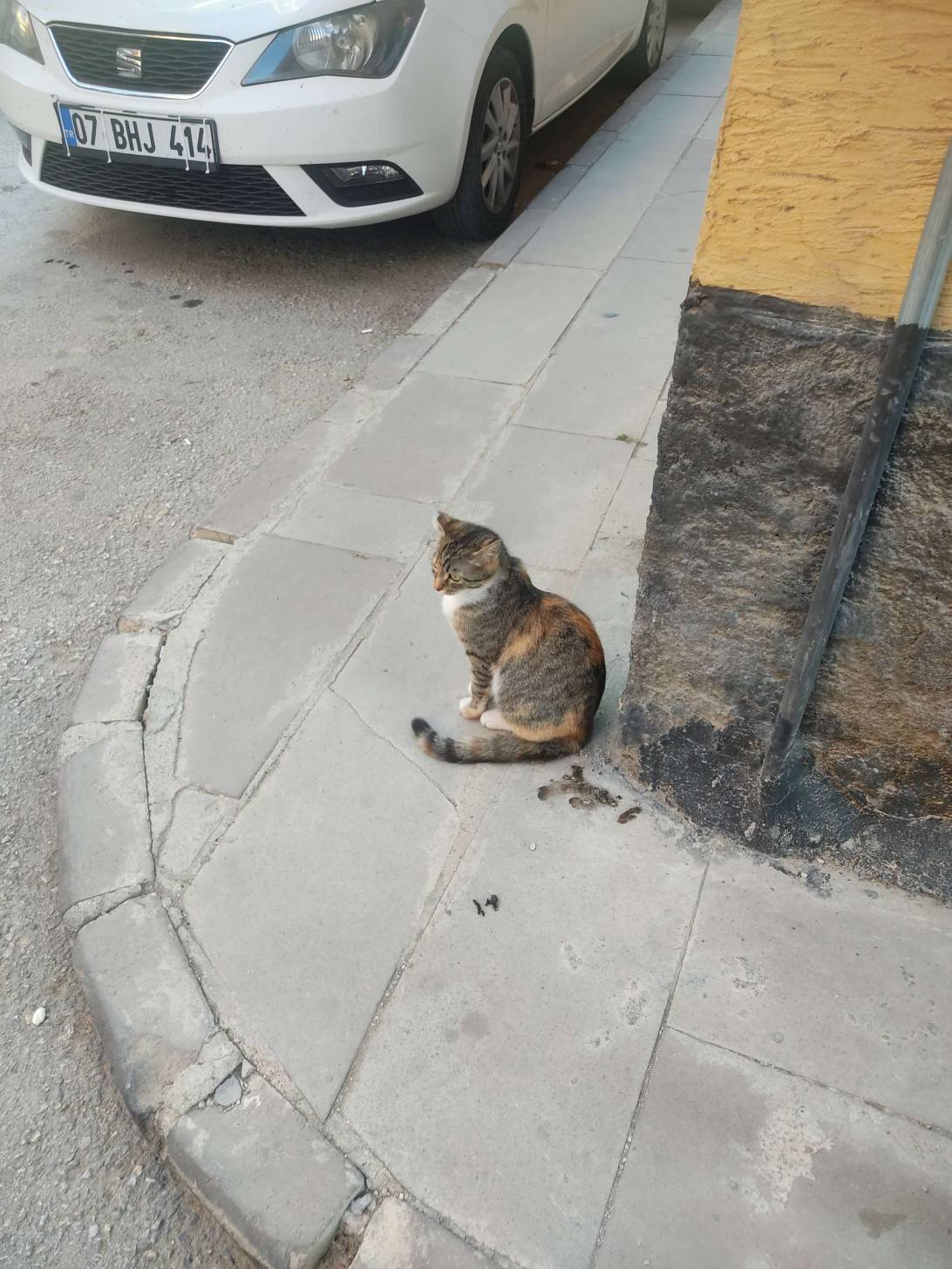 Nazar, a cat found on Chonk Finder