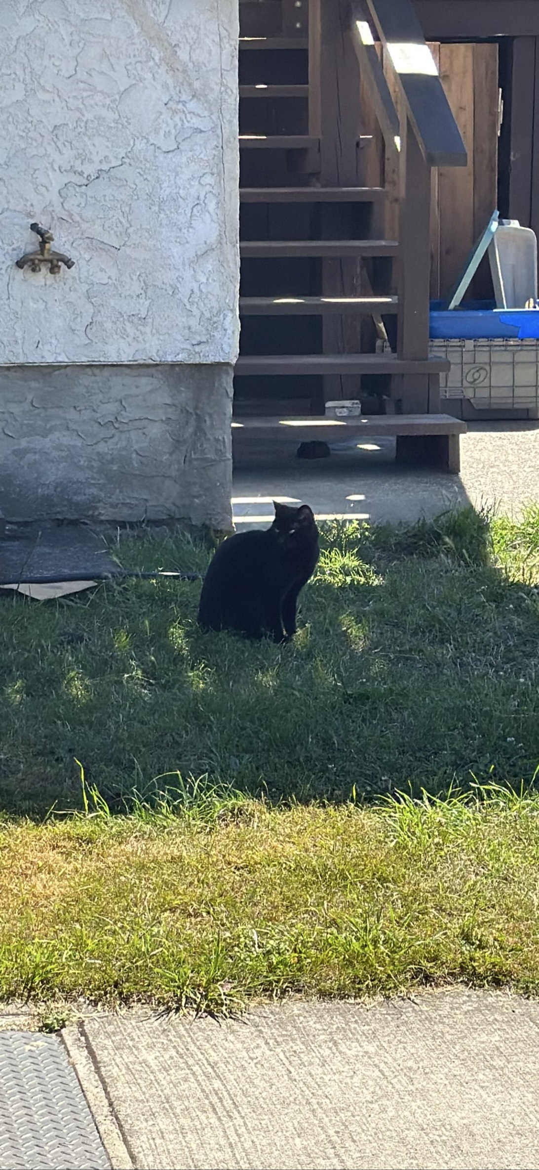 Black noir, a cat found on Chonk Finder