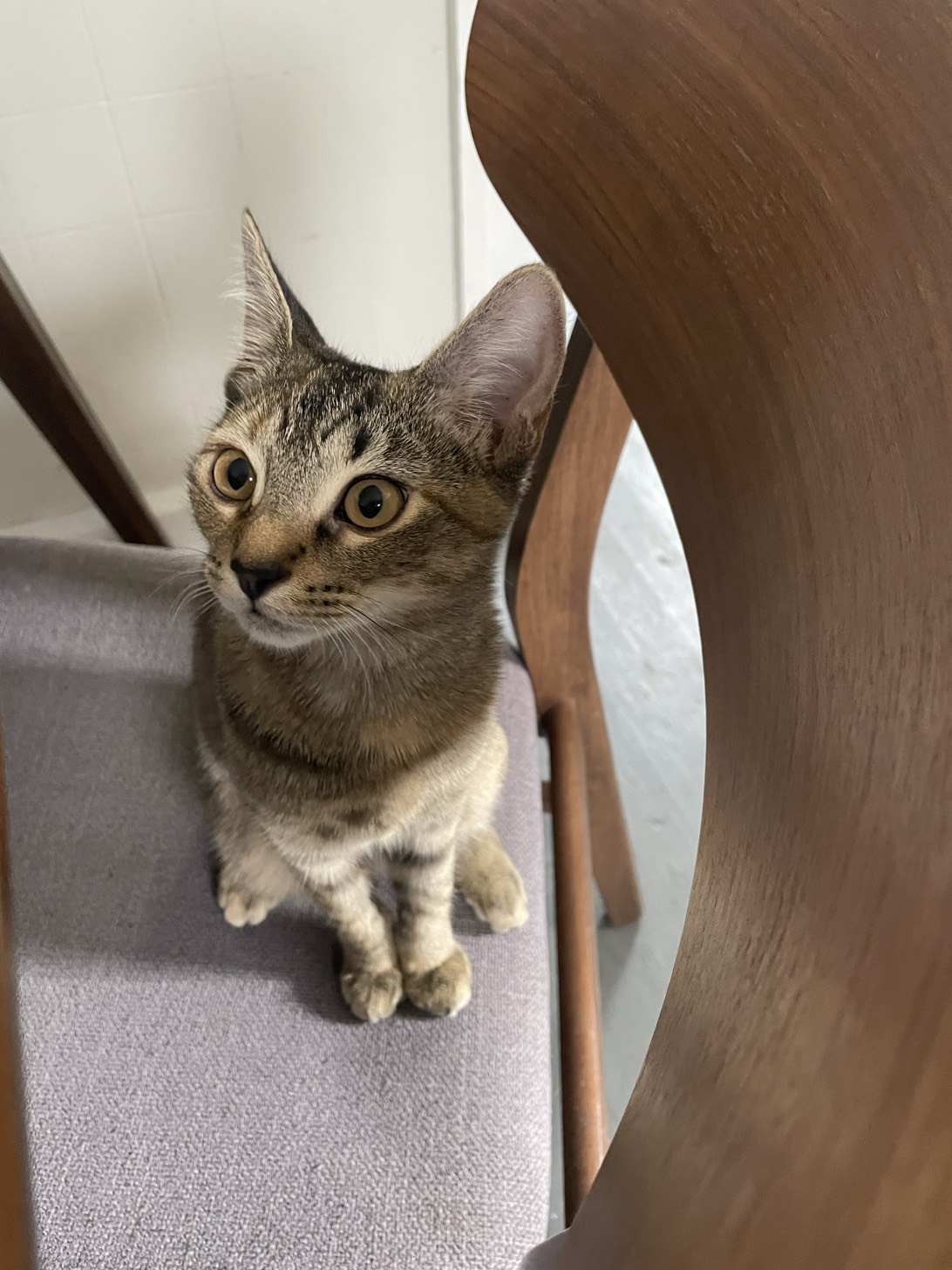Maisy, a cat found on Chonk Finder