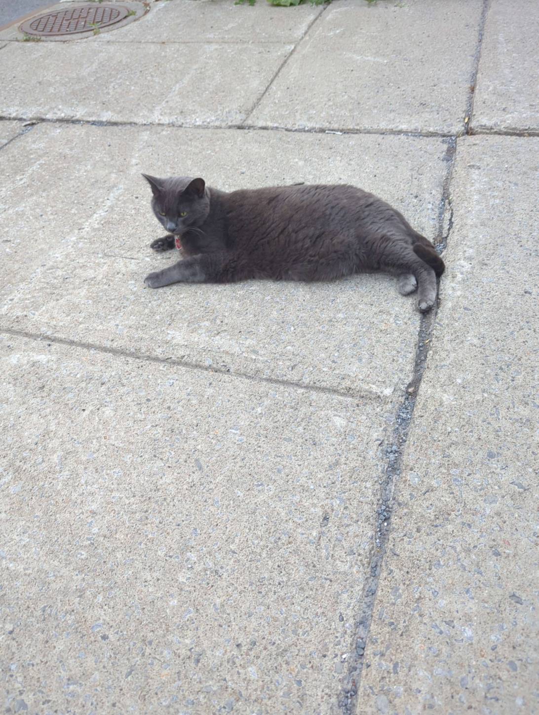 Heda, a cat found on Chonk Finder