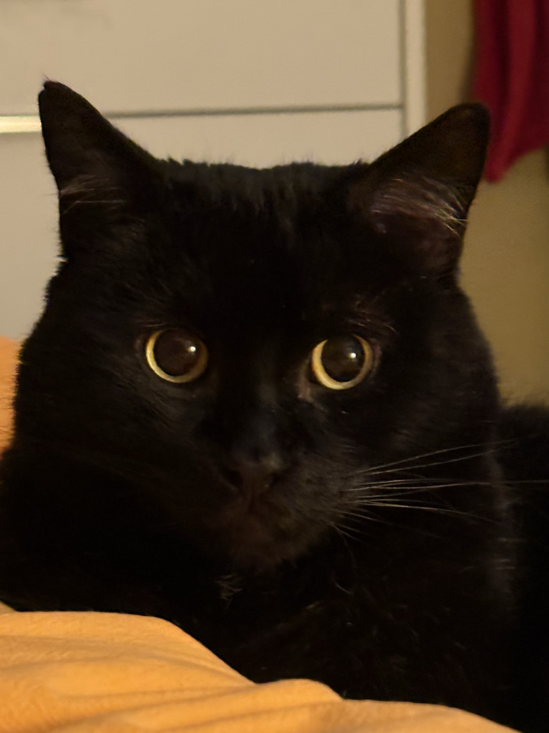 Shadow, a cat found on Chonk Finder