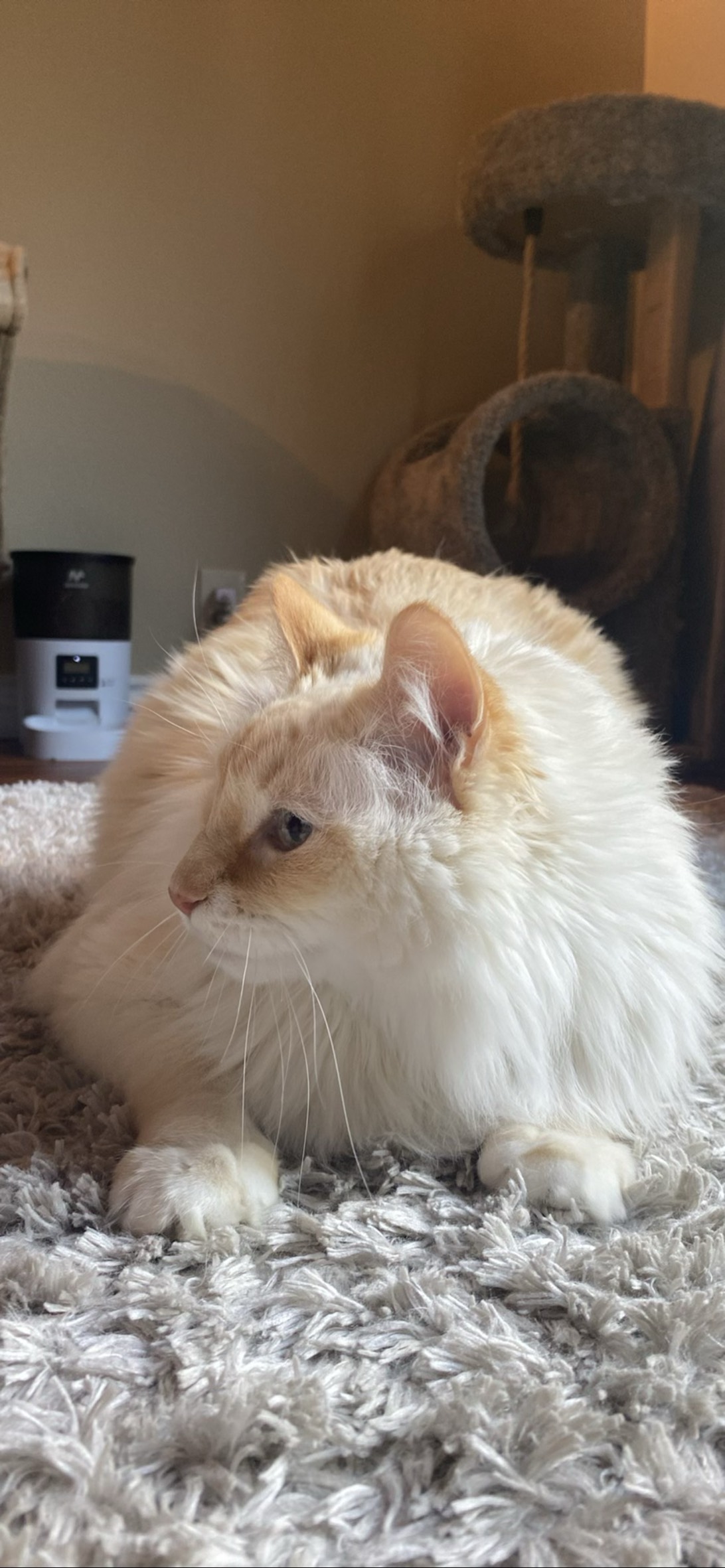 Cosmos, a cat found on Chonk Finder
