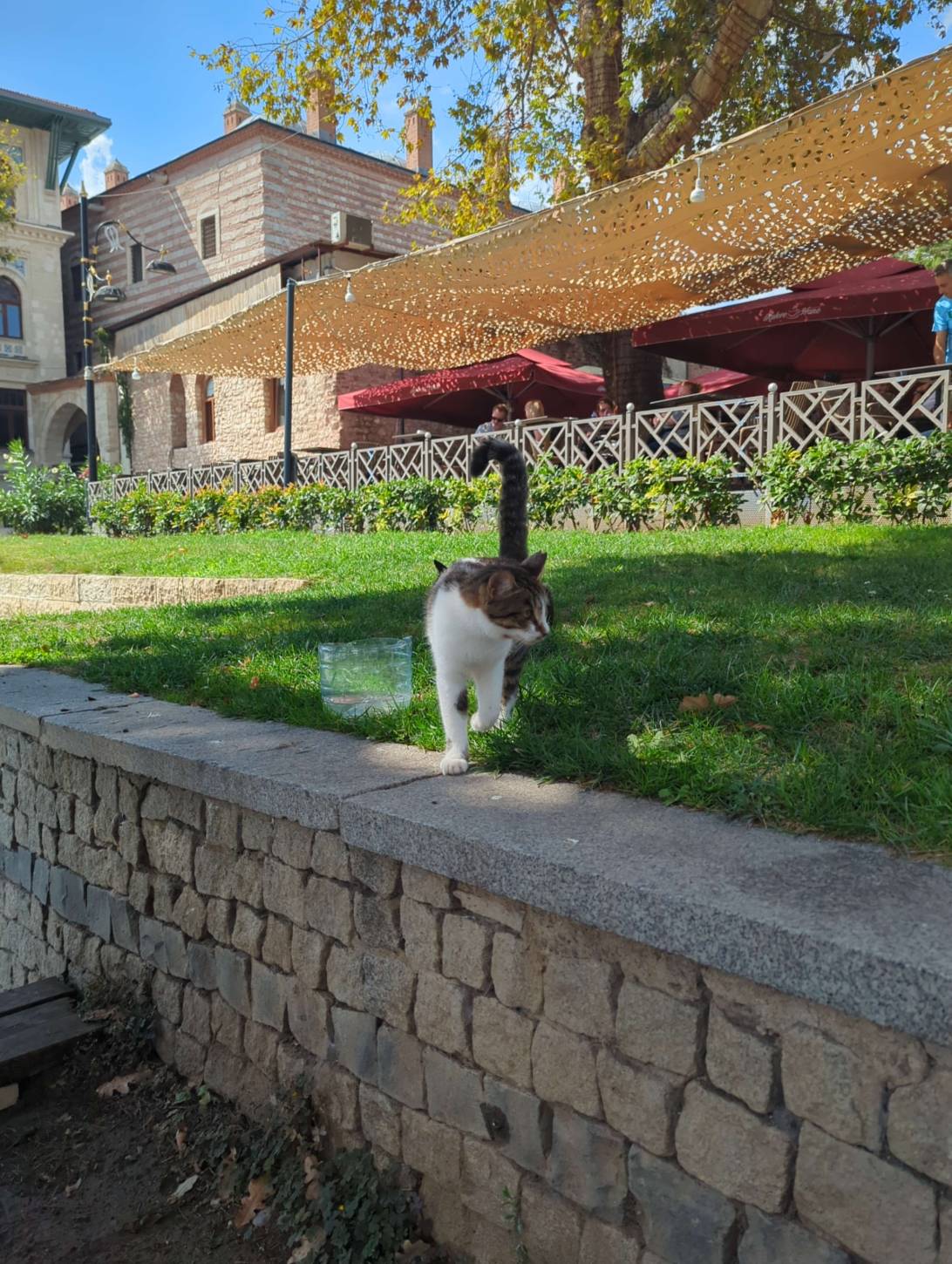 this cat, a cat found on Chonk Finder