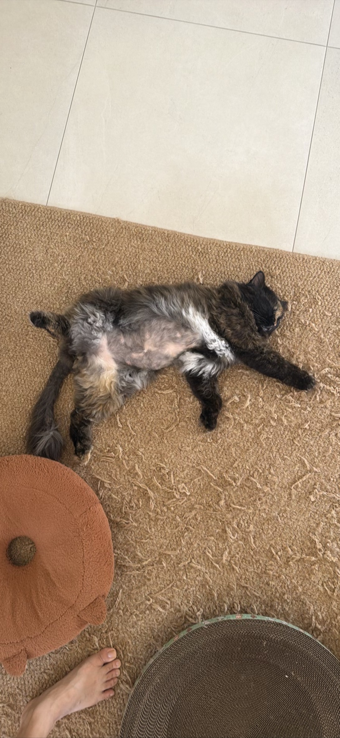 Furikake, a cat found on Chonk Finder