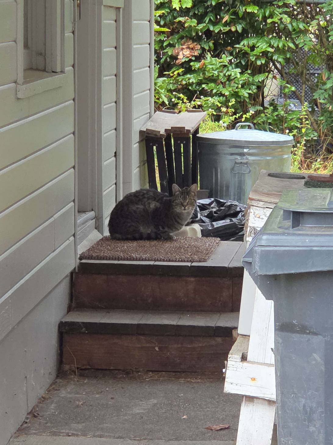Pretzel, a cat found on Chonk Finder