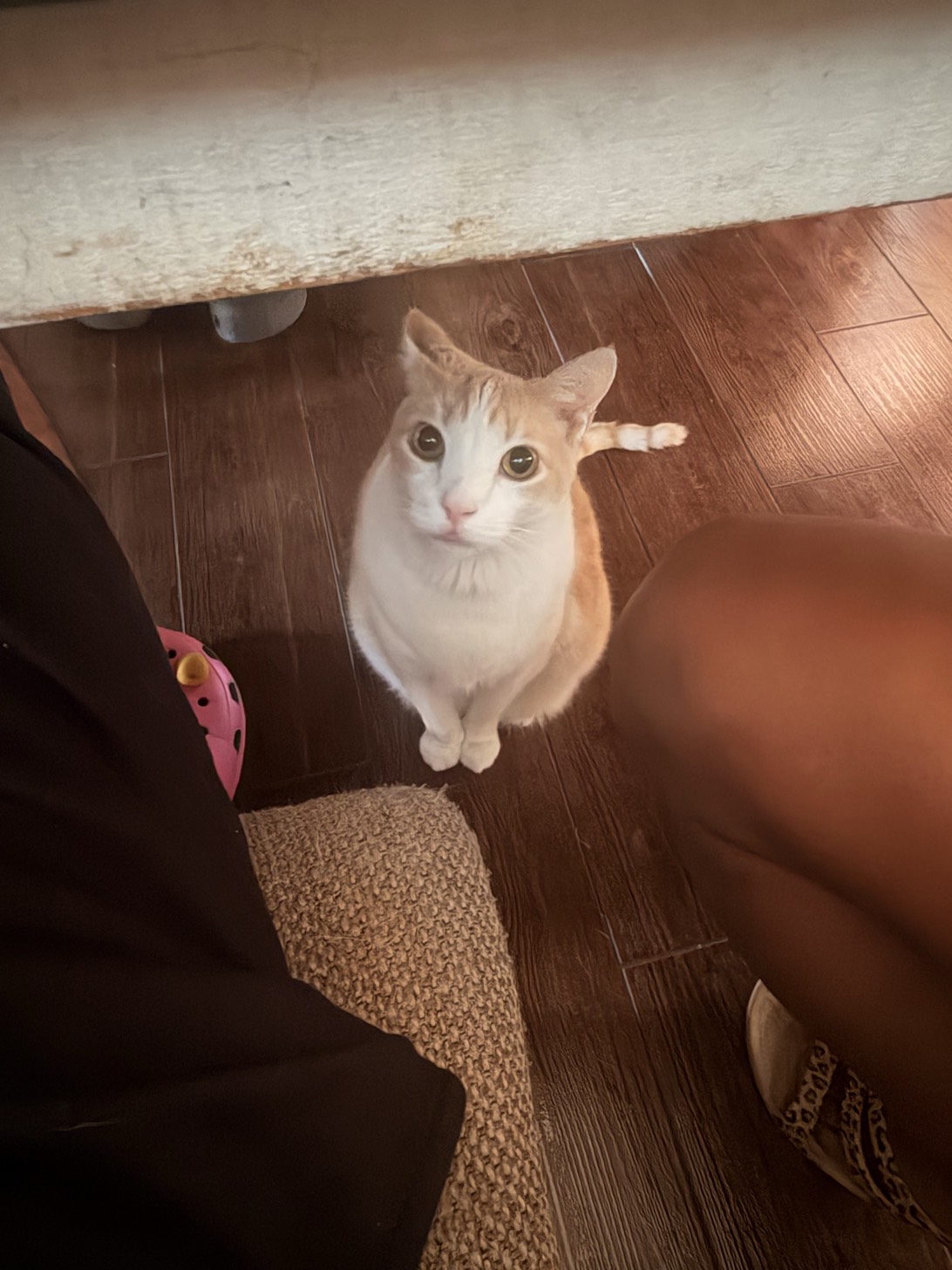 Stein, a cat found on Chonk Finder