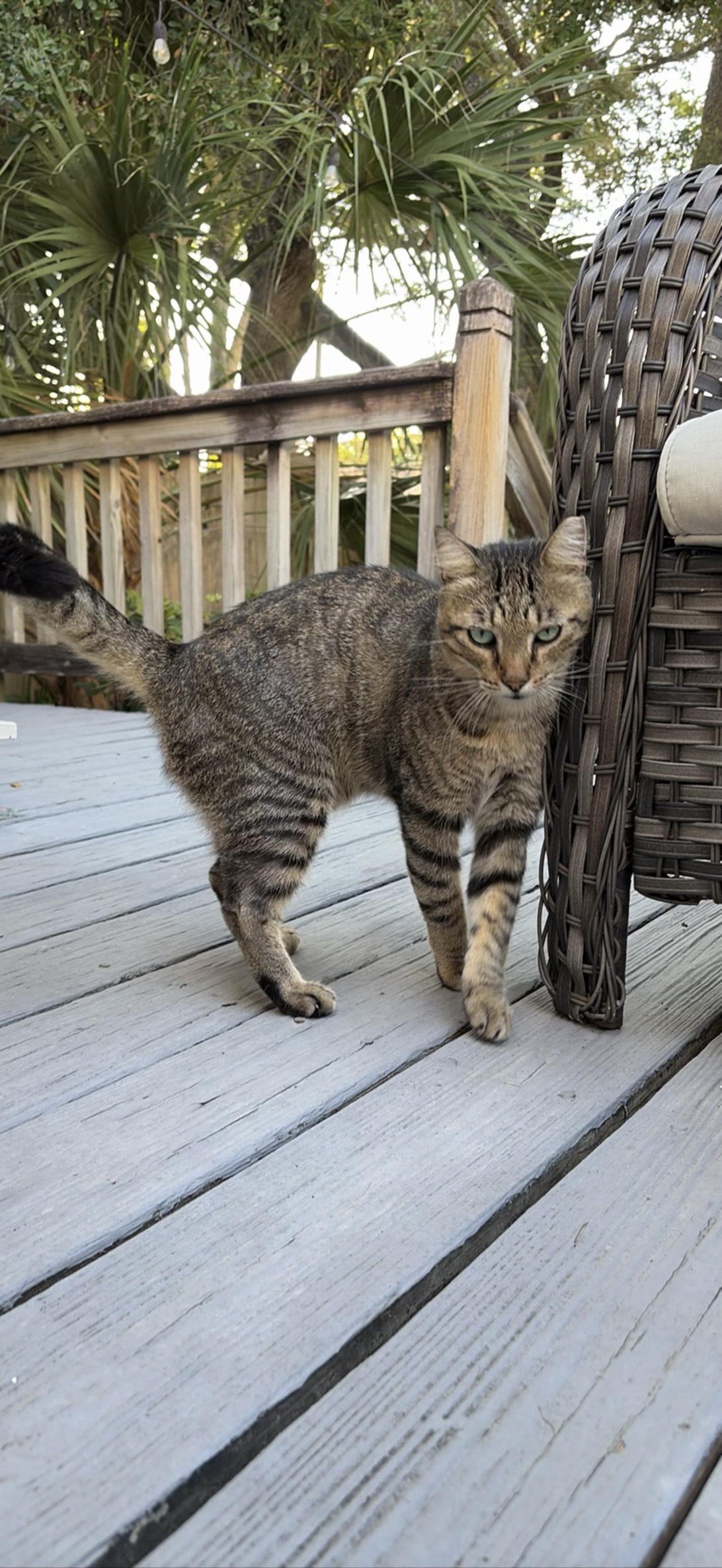 Mr. T, a cat found on Chonk Finder