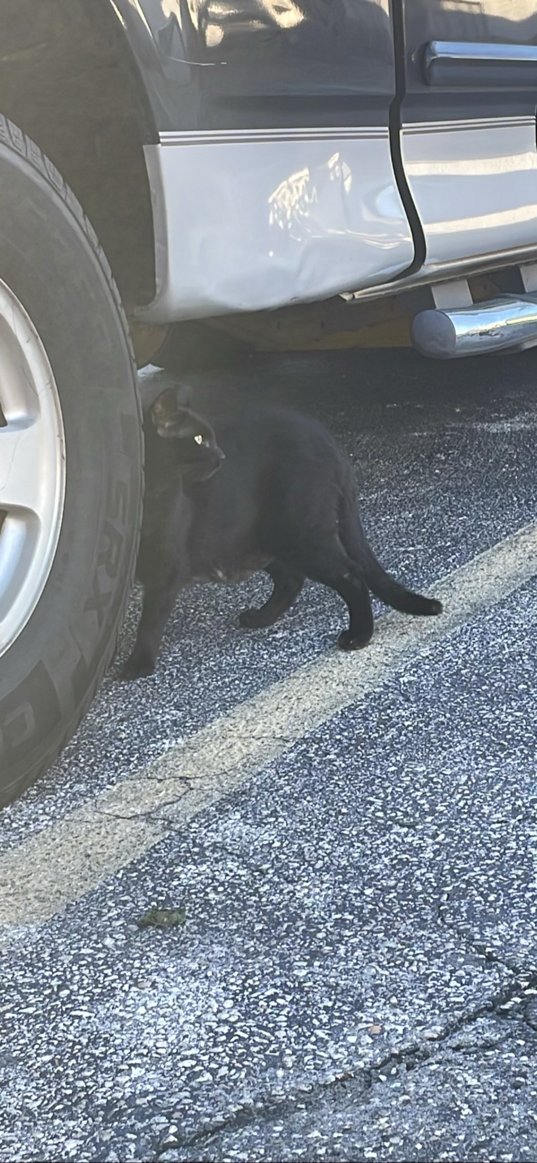 Doc, a cat found on Chonk Finder