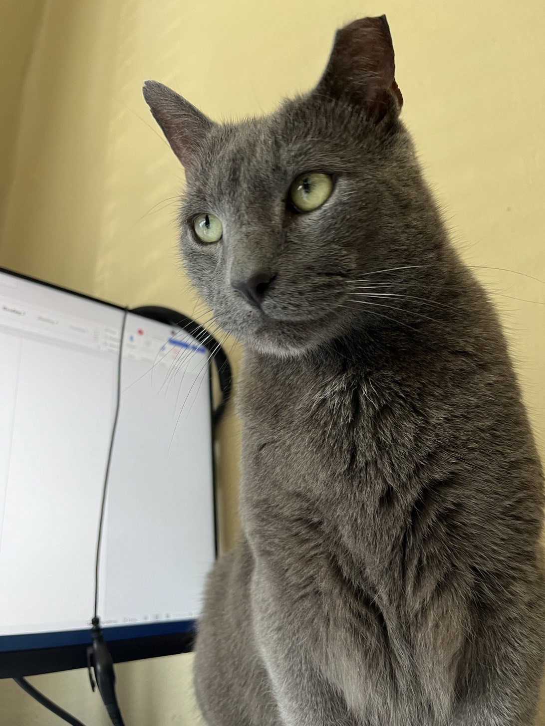 Vlad, a cat found on Chonk Finder