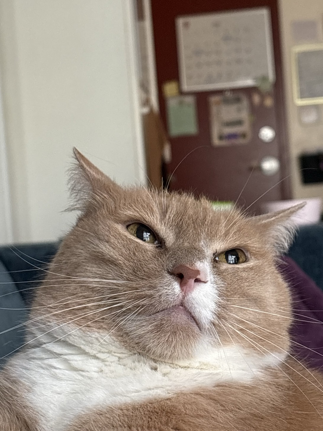 Morty, a cat found on Chonk Finder