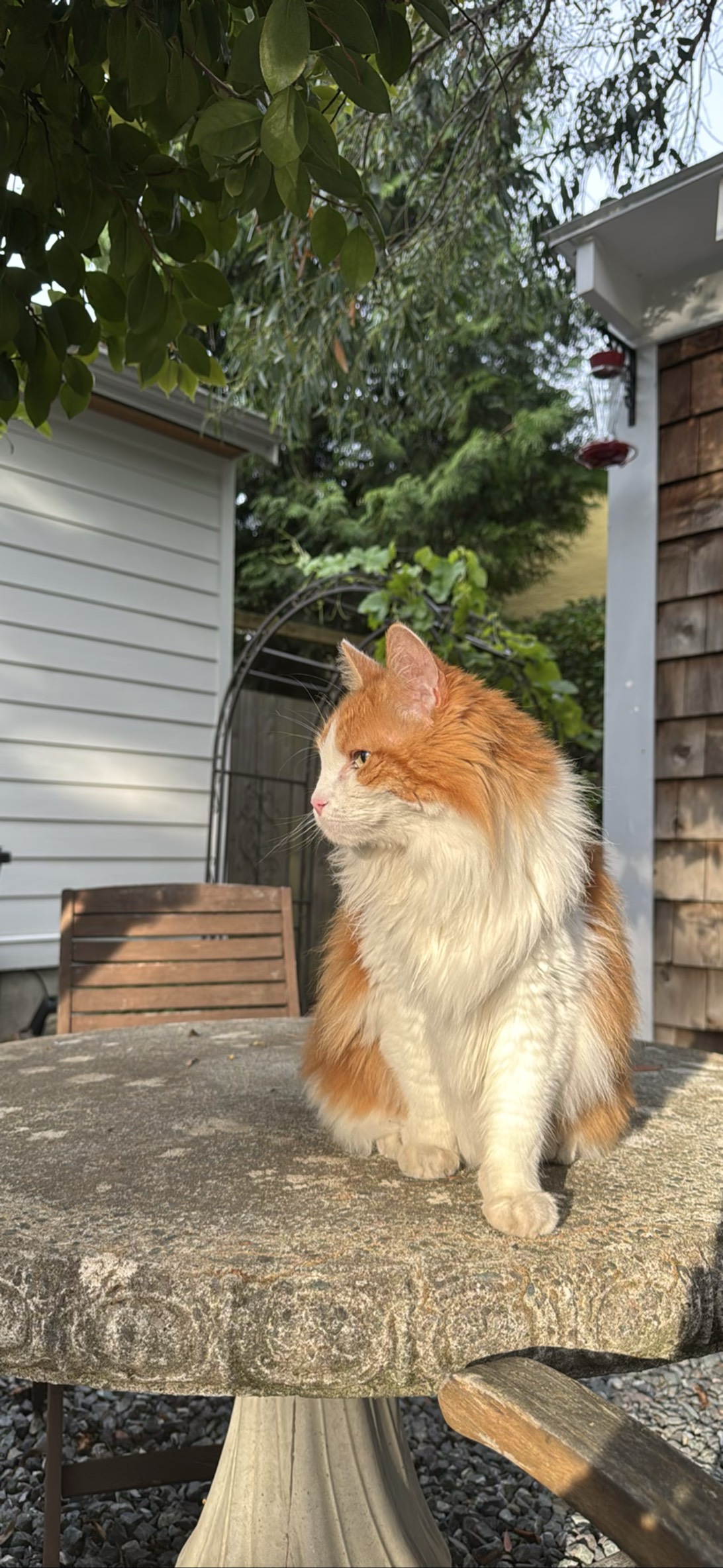 Dutchess, a cat found on Chonk Finder