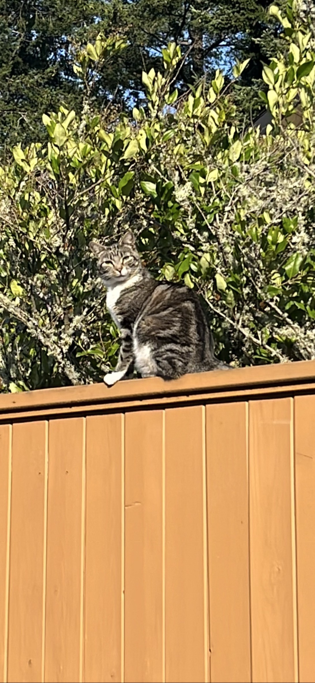 Uber, a cat found on Chonk Finder