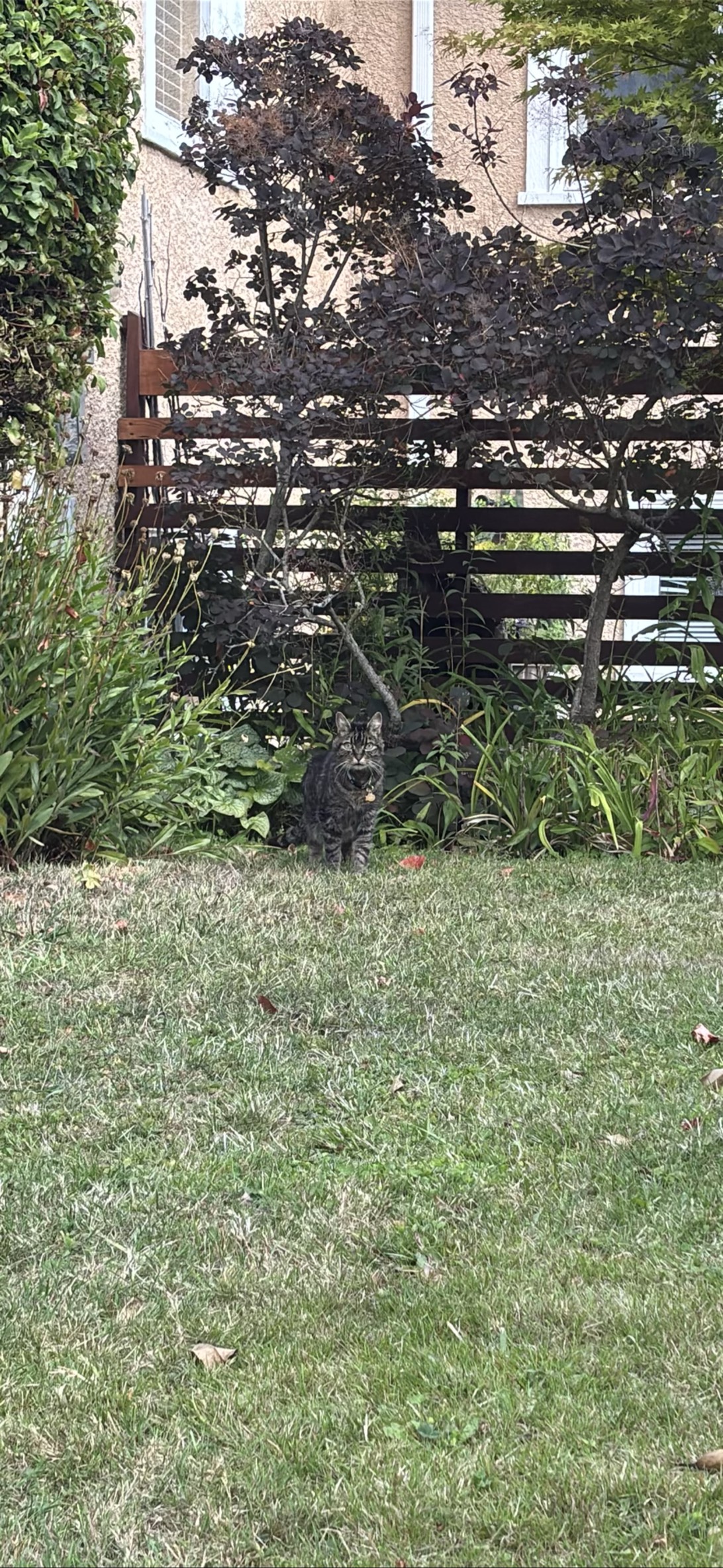 Toad, a cat found on Chonk Finder