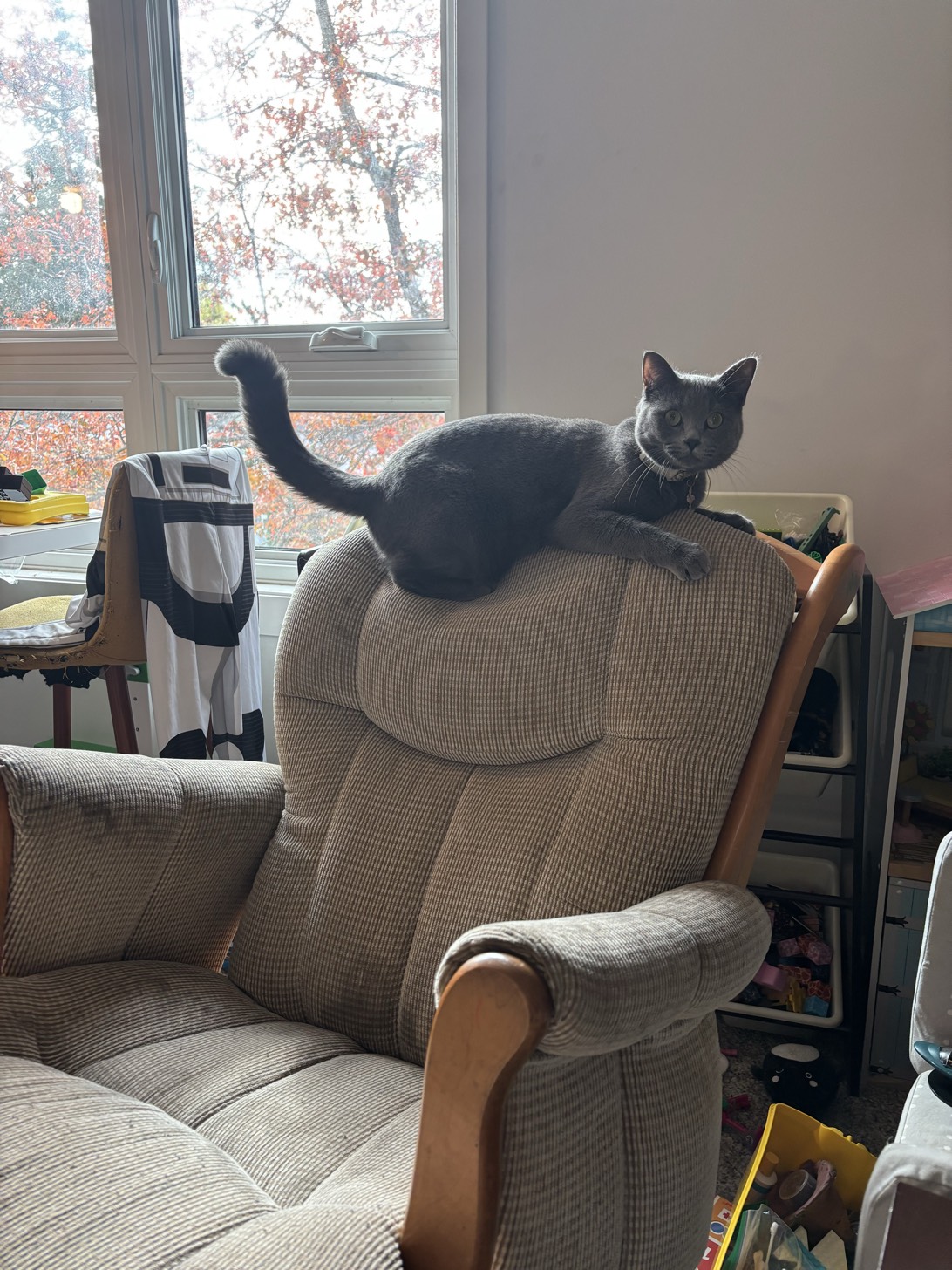 Crumbs, a cat found on Chonk Finder