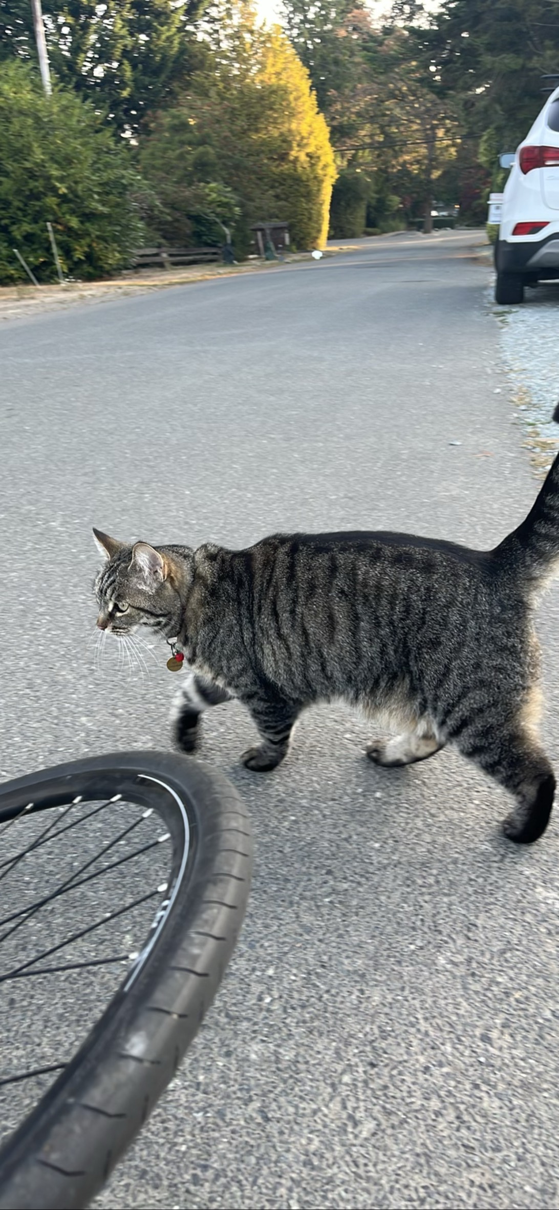 Tiny Meow, a cat found on Chonk Finder