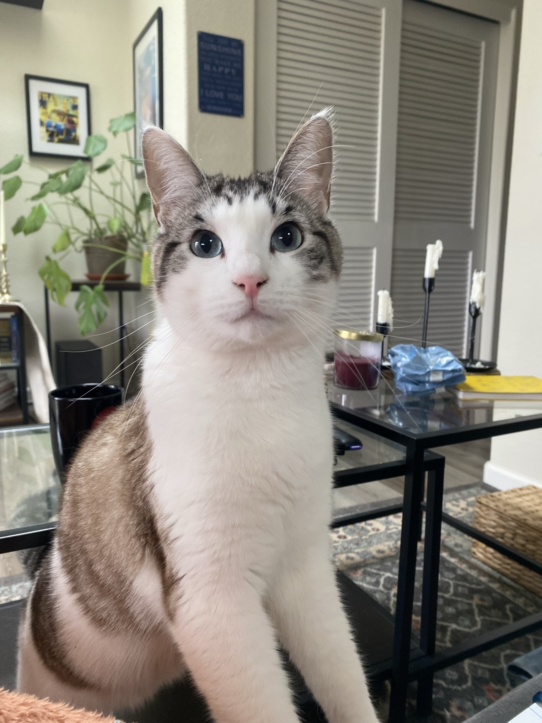 Chowder, a cat found on Chonk Finder